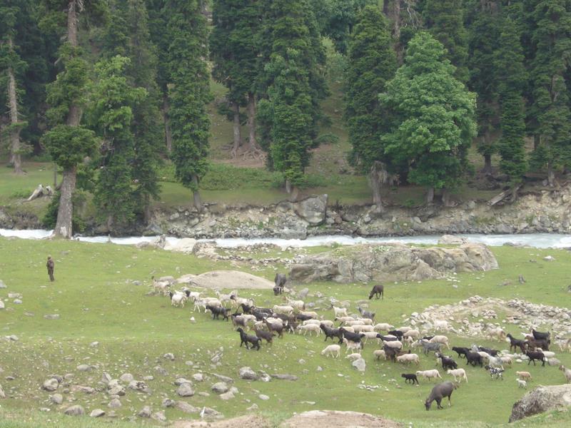 Travel - India - Kashmir - Aru - Lidderwat Expedition
